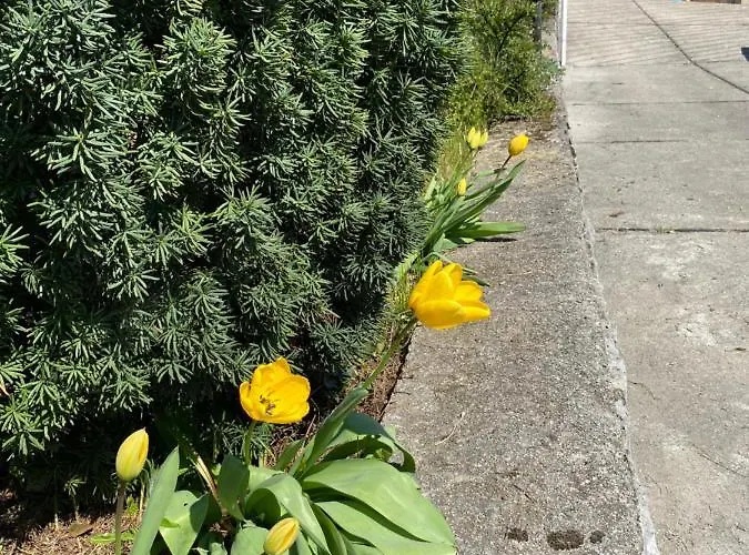 Back To Pobri-opatija *