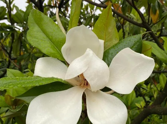 Back To Pobri-opatija Οπατία