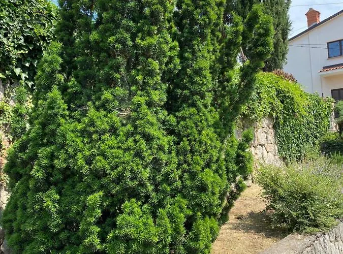 Back To Pobri-opatija Οπατία